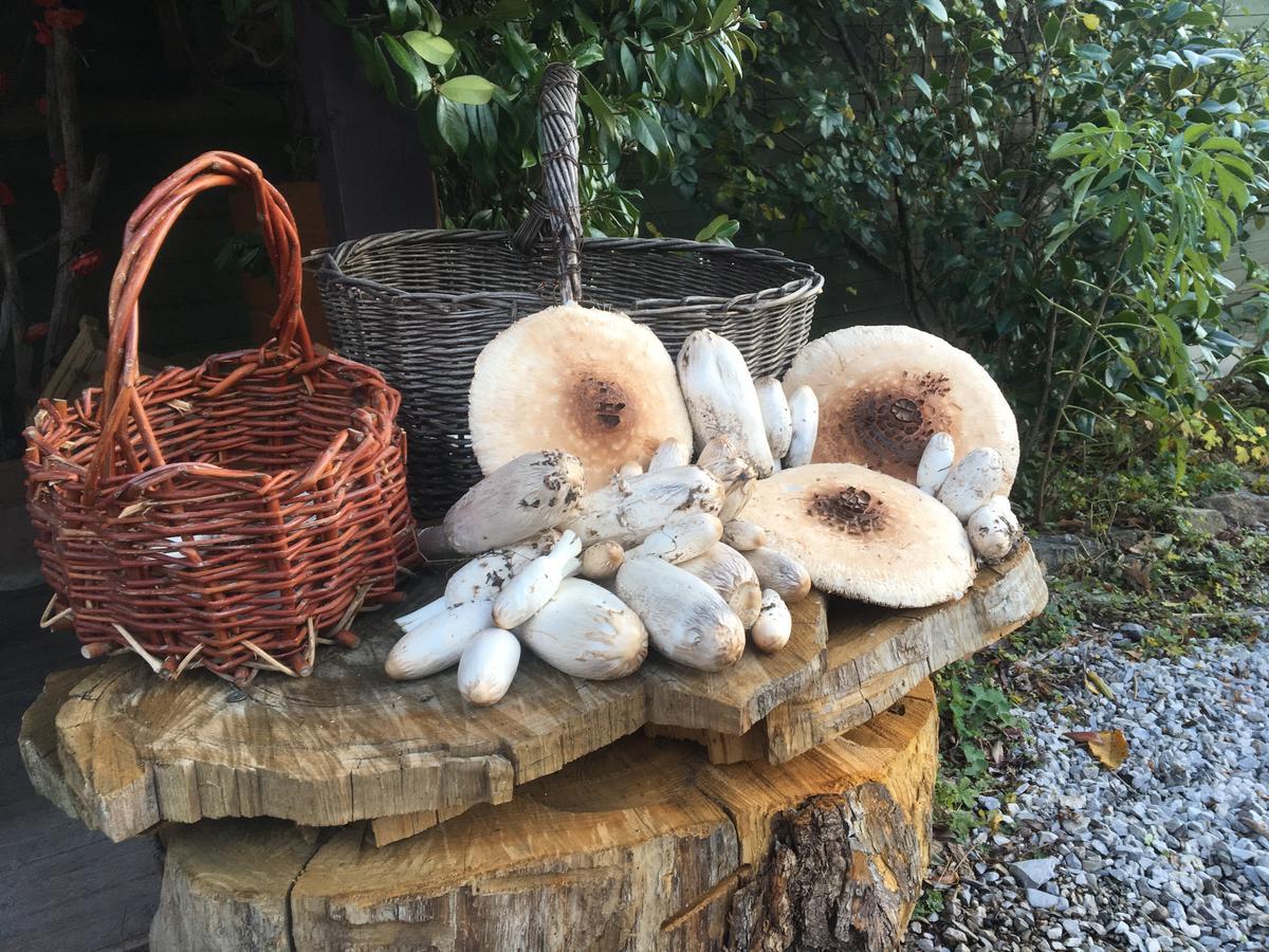 Agriturismo Il Mulino Stibiveri ห้อง รูปภาพ
